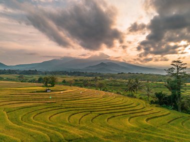 Beautiful morning view indonesia Panorama Landscape paddy fields with beauty color and sky natural light