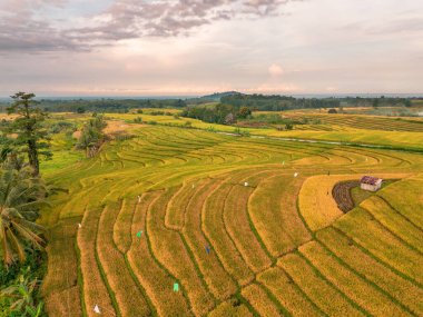 Beautiful morning view indonesia Panorama Landscape paddy fields with beauty color and sky natural light