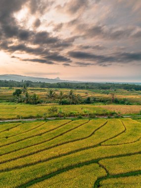 Beautiful morning view indonesia Panorama Landscape paddy fields with beauty color and sky natural light