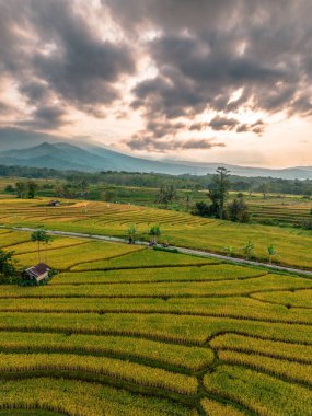 Beautiful morning view indonesia Panorama Landscape paddy fields with beauty color and sky natural light