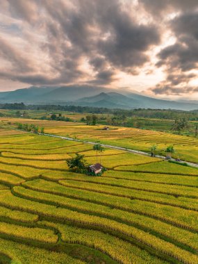 Beautiful morning view indonesia Panorama Landscape paddy fields with beauty color and sky natural light