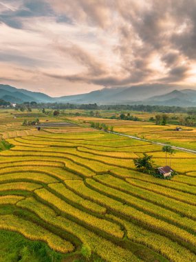 Beautiful morning view indonesia Panorama Landscape paddy fields with beauty color and sky natural light