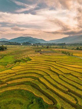 Beautiful morning view indonesia Panorama Landscape paddy fields with beauty color and sky natural light