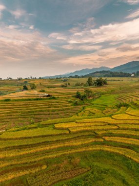 Beautiful morning view indonesia Panorama Landscape paddy fields with beauty color and sky natural light