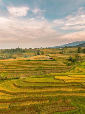 Beautiful morning view indonesia Panorama Landscape paddy fields with beauty color and sky natural light