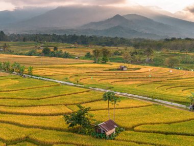 Beautiful morning view indonesia Panorama Landscape paddy fields with beauty color and sky natural light