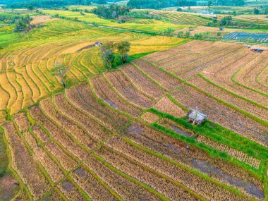 Beautiful morning view indonesia Panorama Landscape paddy fields with beauty color and sky natural light