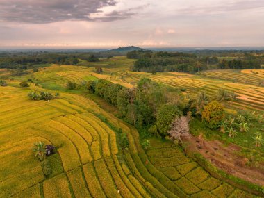 Beautiful morning view indonesia Panorama Landscape paddy fields with beauty color and sky natural light