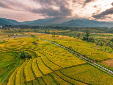 Beautiful morning view indonesia Panorama Landscape paddy fields with beauty color and sky natural light