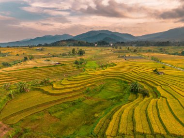 Beautiful morning view indonesia Panorama Landscape paddy fields with beauty color and sky natural light