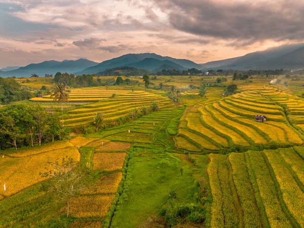Beautiful morning view indonesia Panorama Landscape paddy fields with beauty color and sky natural light