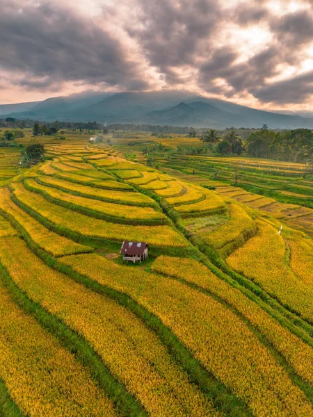Beautiful morning view indonesia Panorama Landscape paddy fields with beauty color and sky natural light