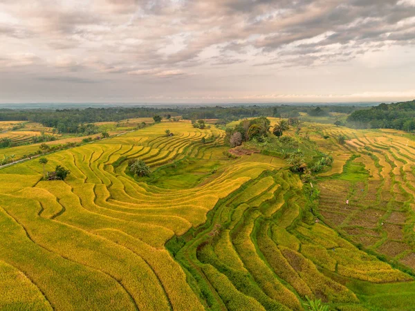 Beautiful morning view indonesia Panorama Landscape paddy fields with beauty color and sky natural light