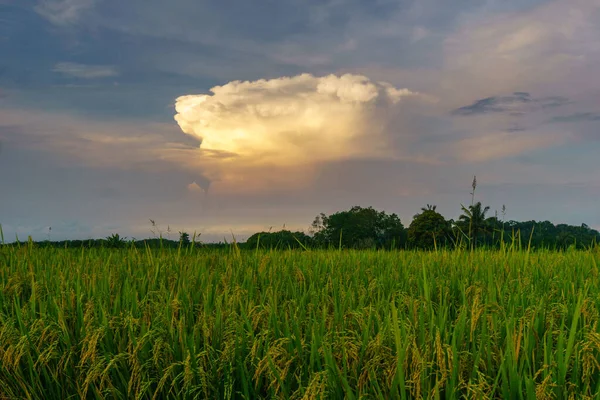 Beautiful morning view indonesia Panorama Landscape paddy fields with beauty color and sky natural light