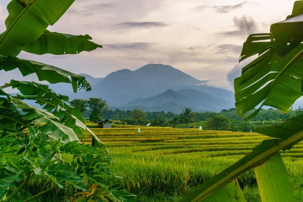 Beautiful morning view indonesia Panorama Landscape paddy fields with beauty color and sky natural light