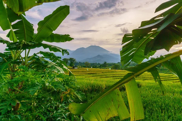 Beautiful morning view indonesia Panorama Landscape paddy fields with beauty color and sky natural light