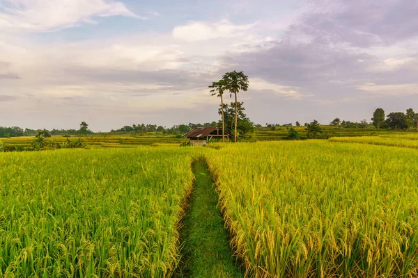 Beautiful morning view indonesia Panorama Landscape paddy fields with beauty color and sky natural light