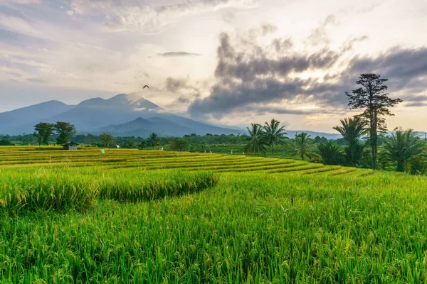 Beautiful morning view indonesia Panorama Landscape paddy fields with beauty color and sky natural light