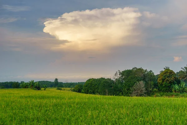 Beautiful morning view indonesia Panorama Landscape paddy fields with beauty color and sky natural light