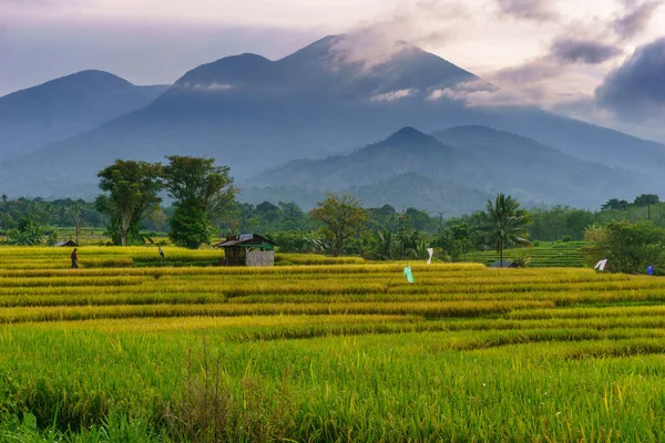 Beautiful morning view indonesia Panorama Landscape paddy fields with beauty color and sky natural light