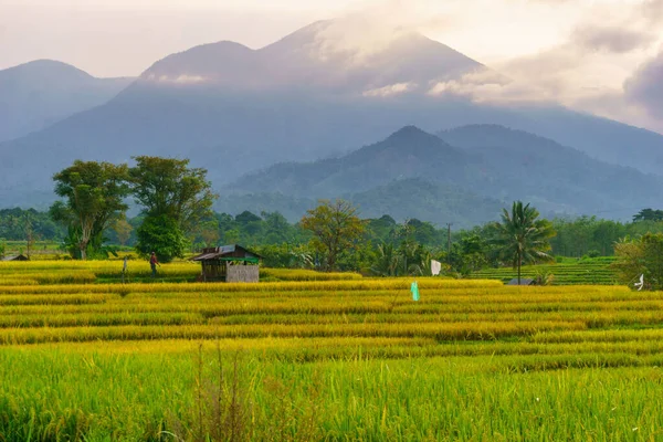 Beautiful morning view indonesia Panorama Landscape paddy fields with beauty color and sky natural light