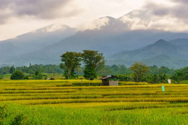 Beautiful morning view indonesia Panorama Landscape paddy fields with beauty color and sky natural light