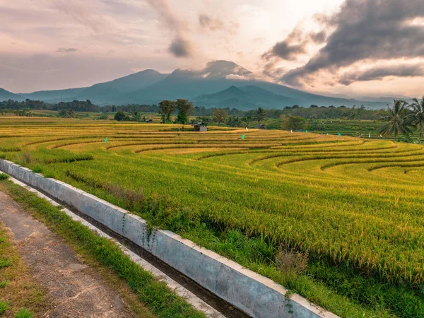 Beautiful morning view indonesia Panorama Landscape paddy fields with beauty color and sky natural light