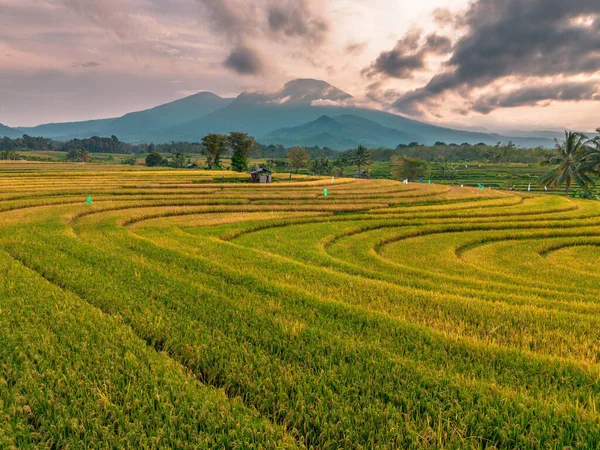 Beautiful morning view indonesia Panorama Landscape paddy fields with beauty color and sky natural light