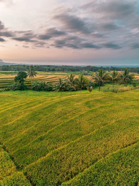 Beautiful morning view indonesia Panorama Landscape paddy fields with beauty color and sky natural light
