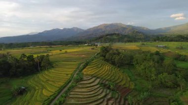 Beautiful morning view indonesia Panorama Landscape paddy fields with beauty color and sky natural light