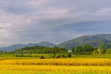 Beautiful morning view indonesia Panorama Landscape paddy fields with beauty color and sky natural light