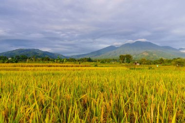 Beautiful morning view indonesia Panorama Landscape paddy fields with beauty color and sky natural light