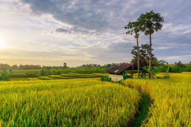 Beautiful morning view indonesia Panorama Landscape paddy fields with beauty color and sky natural light
