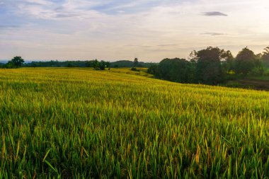 Beautiful morning view indonesia Panorama Landscape paddy fields with beauty color and sky natural light
