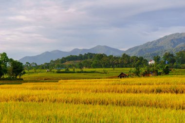 Beautiful morning view indonesia Panorama Landscape paddy fields with beauty color and sky natural light