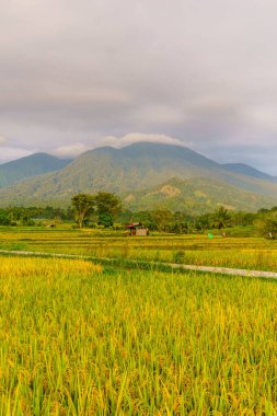 Beautiful morning view indonesia Panorama Landscape paddy fields with beauty color and sky natural light