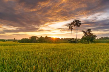 Beautiful morning view indonesia Panorama Landscape paddy fields with beauty color and sky natural light