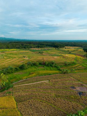 Beautiful morning view indonesia Panorama Landscape paddy fields with beauty color and sky natural light