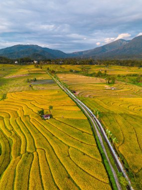 Beautiful morning view indonesia Panorama Landscape paddy fields with beauty color and sky natural light