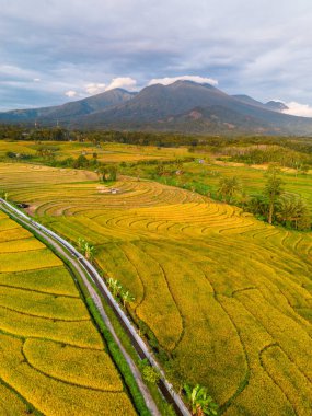 Beautiful morning view indonesia Panorama Landscape paddy fields with beauty color and sky natural light