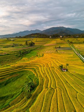 Beautiful morning view indonesia Panorama Landscape paddy fields with beauty color and sky natural light