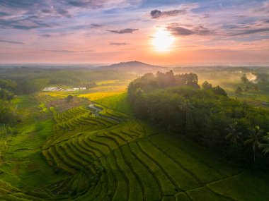 Beautiful morning view indonesia Panorama Landscape paddy fields with beauty color and sky natural light