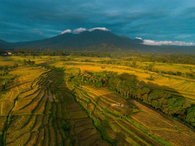 Beautiful morning view indonesia Panorama Landscape paddy fields with beauty color and sky natural light