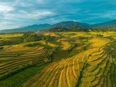 Beautiful morning view indonesia Panorama Landscape paddy fields with beauty color and sky natural light