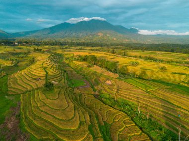 Beautiful morning view indonesia Panorama Landscape paddy fields with beauty color and sky natural light