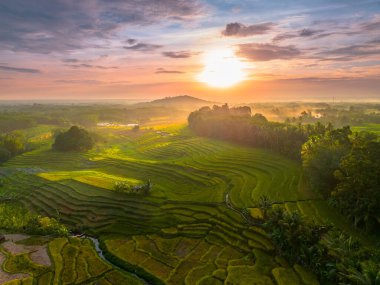 Beautiful morning view indonesia Panorama Landscape paddy fields with beauty color and sky natural light
