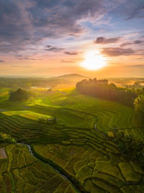 Beautiful morning view indonesia Panorama Landscape paddy fields with beauty color and sky natural light