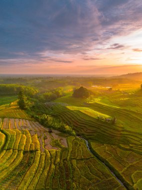 Beautiful morning view indonesia Panorama Landscape paddy fields with beauty color and sky natural light