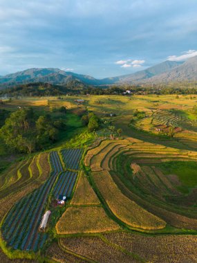 Beautiful morning view indonesia Panorama Landscape paddy fields with beauty color and sky natural light
