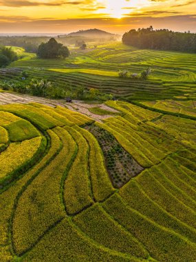 Beautiful morning view indonesia Panorama Landscape paddy fields with beauty color and sky natural light